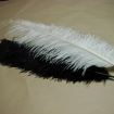 ostrich feather 60CM