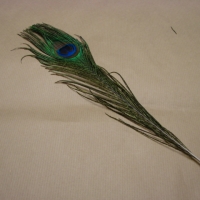 peacock-eye